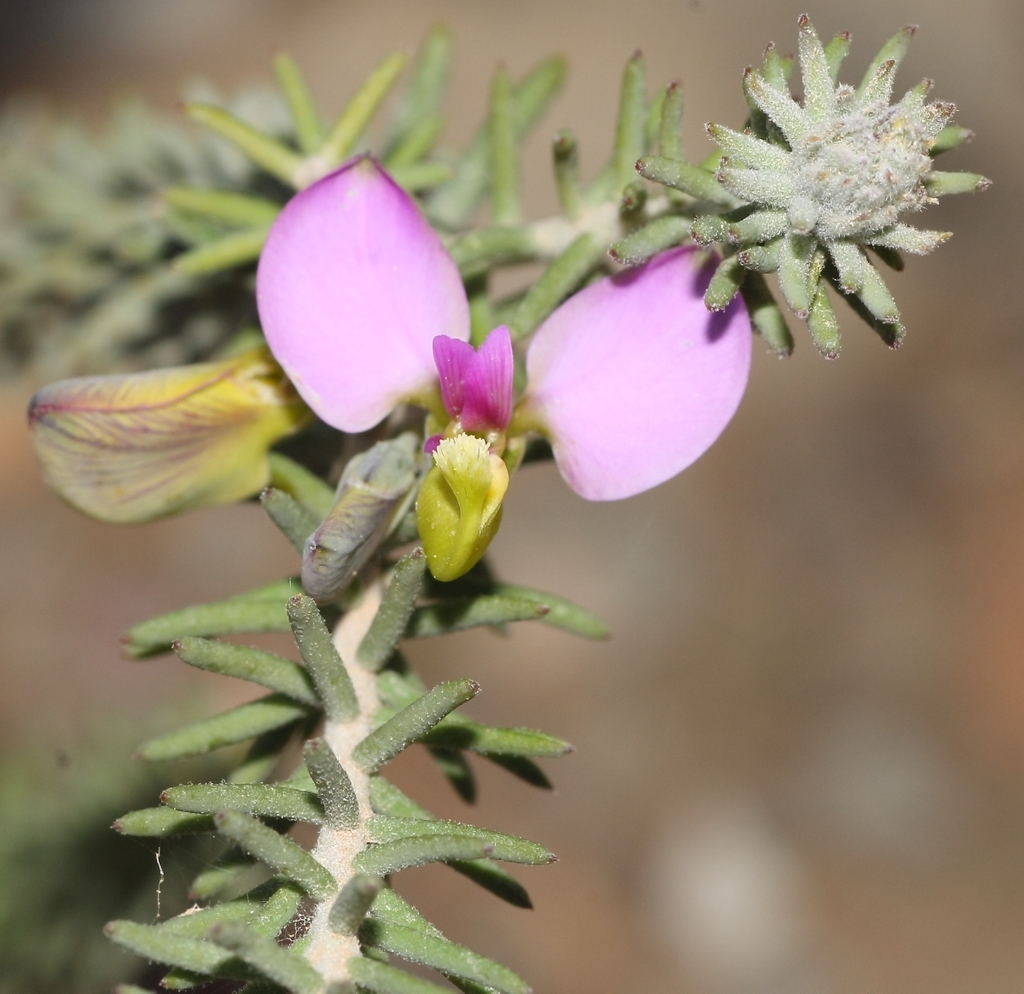 Donkey Falsepea