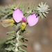 Polygala teretifolia - Photo (c) Marion Maclean, algunos derechos reservados (CC BY-NC), subido por Marion Maclean