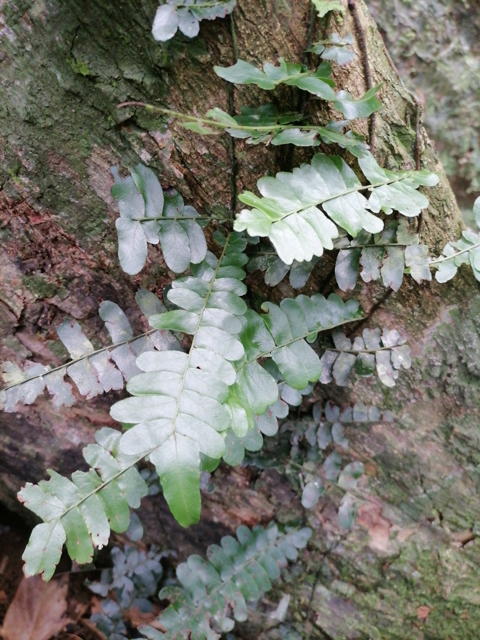 Arthropteris palisotii (Arthropteris palisotii)
