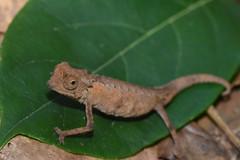 Brookesia stumpffi