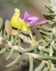 Polygala teretifolia