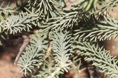 Polygala teretifolia
