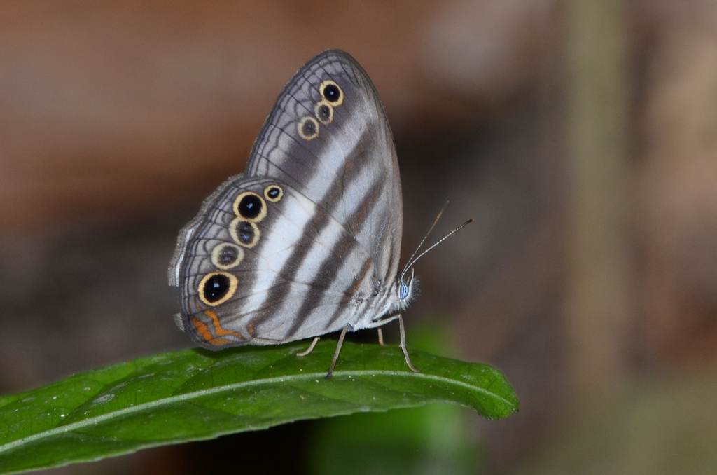 Pareuptychia