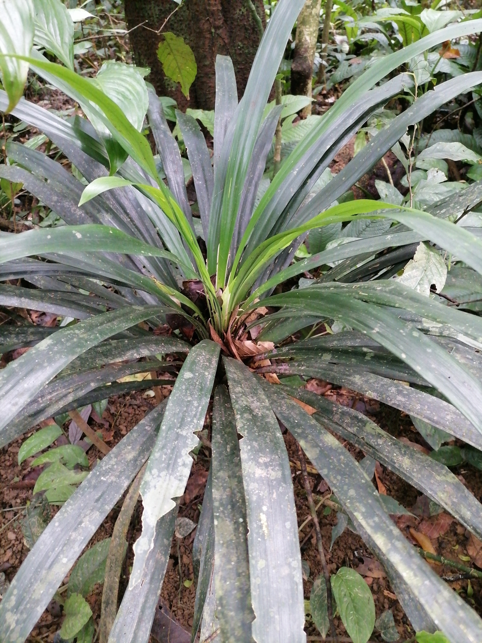 Pandanus amaryllifolius (Pandanus amaryllifolius)