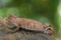 Brookesia stumpffi