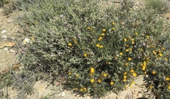Polygala teretifolia