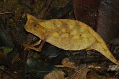 Brookesia