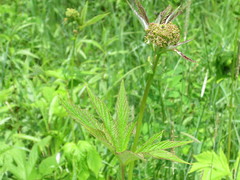 Filipendula palmata