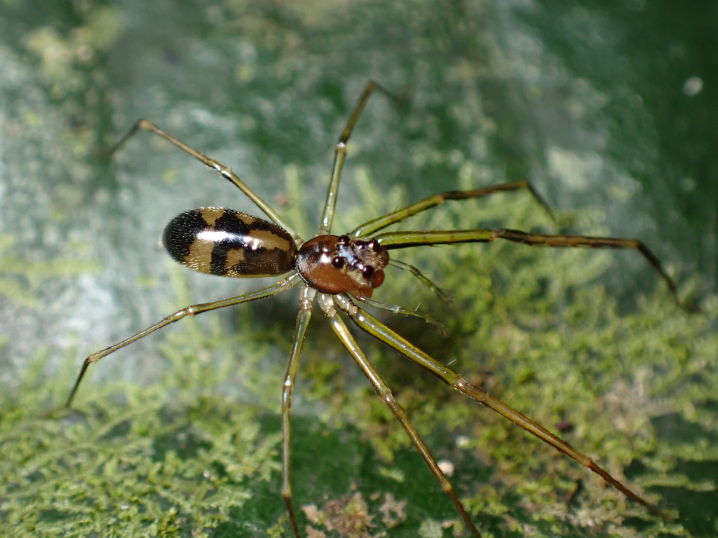 Lyssomanes longipes