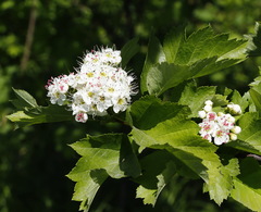 Crataegus chlorosarca