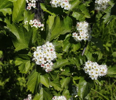 Crataegus chlorosarca