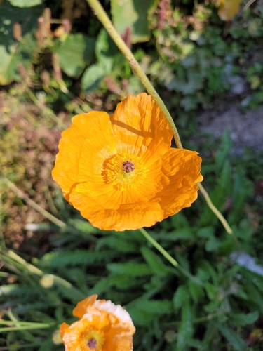 Papaver armeniacum, photograph 4