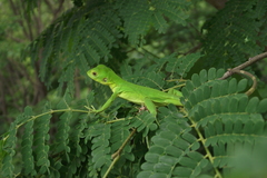 Ctenosaura pectinata