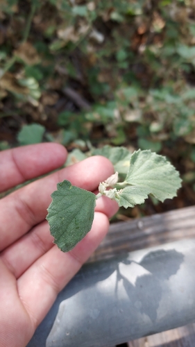 iNaturalist observation photo of alkali mallow