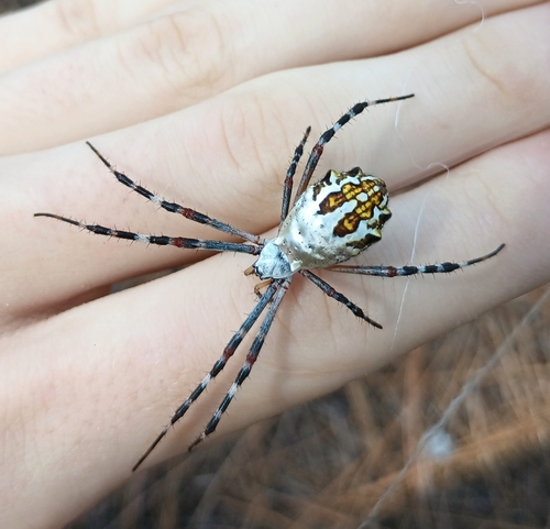 Florida Garden Spider photo 2