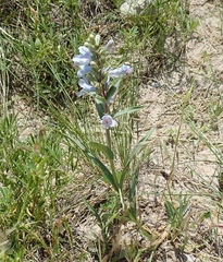 Penstemon angustifolius