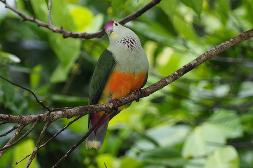 Palau Fruit Dove (Ptilinopus pelewensis), photo 3
