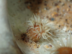 Anthothoe albocincta