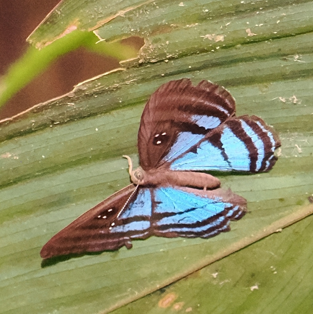 Mesosemia eumene
