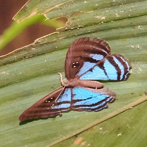 Mesosemia eumene