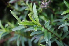 Veronica strictissima