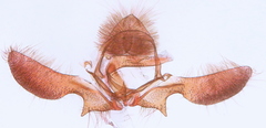 Ancylis metamelana