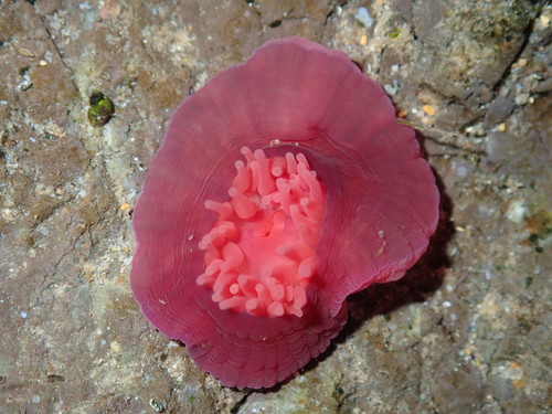 Waratah Anemone, photo 7 of 10