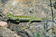 Furcifer major