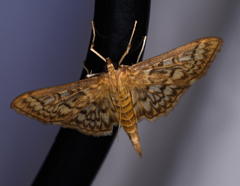 Herpetogramma thestealis