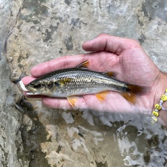Mountain Mullet photo 4