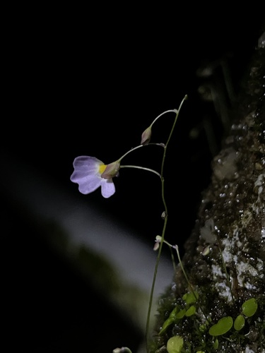 Image of Utricularia striatula by no rights reserved