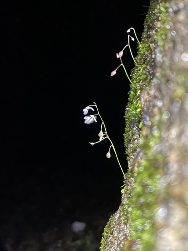 Image of Utricularia striatula by no rights reserved