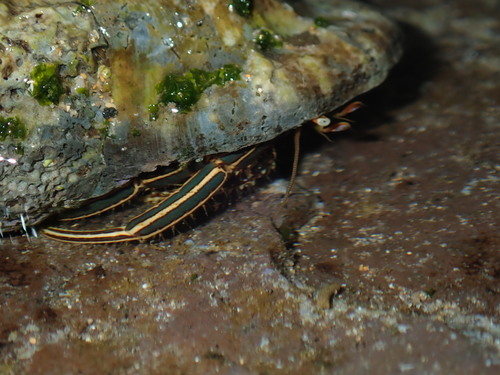 Clibanarius taeniatus