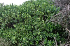 Veronica strictissima
