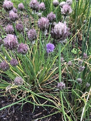 Allium schoenoprasum