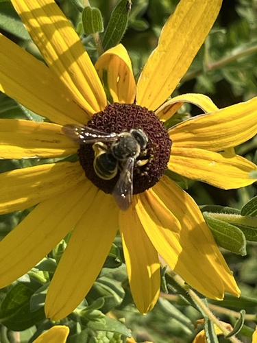 Dieunomia triangulifera photographed in Missouri