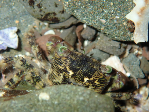 Pachygrapsus laevimanus
