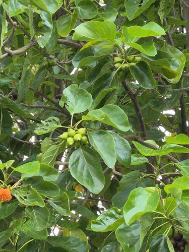 Cordia subcordata observed 2024-08-24