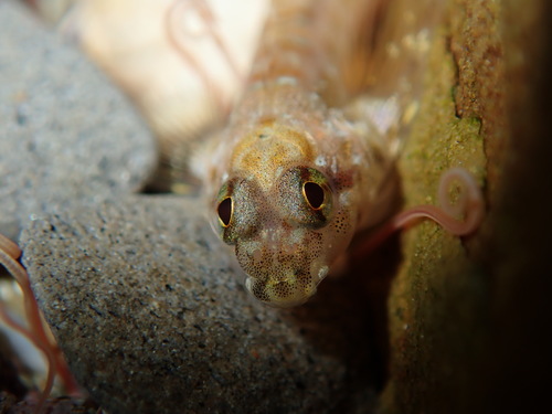 Lepidoblennius haplodactylus