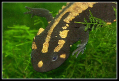Laos Warty Newt photo 1