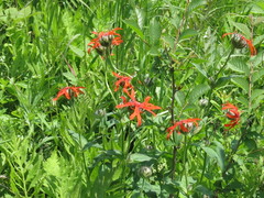 Silene fulgens