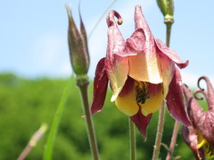 Aquilegia oxysepala
