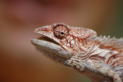 Furcifer verrucosus