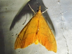 Sericoplaga externalis