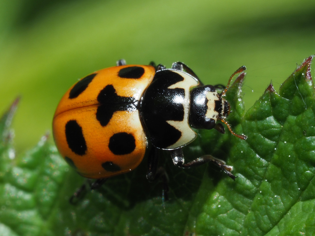 Notated Lady Beetle, photo 1 of 10
