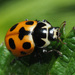 Notated Lady Beetle - Photo (c) Felix Riegel, some rights reserved (CC BY-NC), uploaded by Felix Riegel