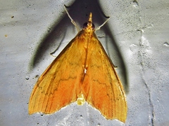 Sericoplaga externalis
