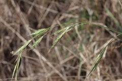Bromus lithobius