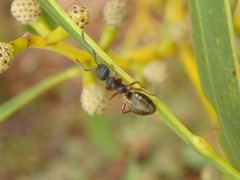 Dolichoderus scabridus