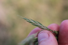 Bromus lithobius